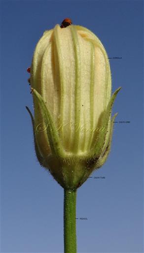 Male Young flower- see Calyx
